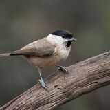 Marsh Tit