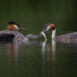 Great Crested Grebe 8