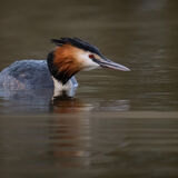 Great Crested Grebe 9