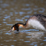 Great Crested Grebe 10