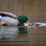 Mallard 3