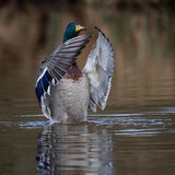 Mallard 4