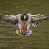 Mallard 5