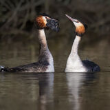 Great Crested Grebe 11