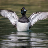 Tufted Duck 2
