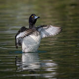 Tufted Duck 3