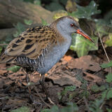 Water Rail