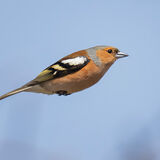 Chaffinch