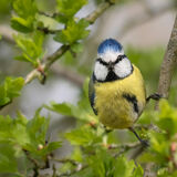 Blue Tit 2