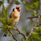 Goldfinch 2