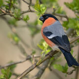 Bullfinch