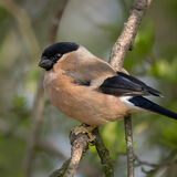 Bullfinch 2