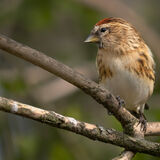 Redpoll