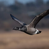 Brent Goose