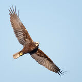 Marsh Harrier 3
