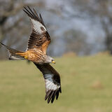 Red Kite 2