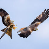 Red Kite 3