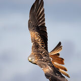 Red Kite 4