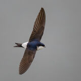 House Martin 3