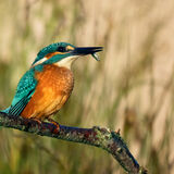 Kingfisher 3