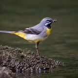 Grey Wagtail 2
