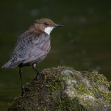 Dipper