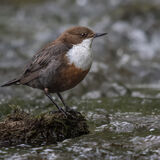 Dipper 2