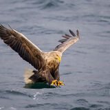 White Tailed Sea Eagle