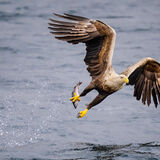 White Tailed Sea Eagle 2