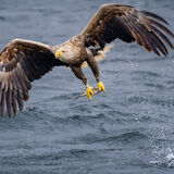 White Tailed Sea Eagle 3