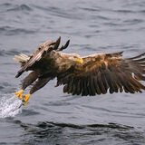 White Tailed Sea Eagle 4