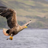White Tailed Sea Eagle 5