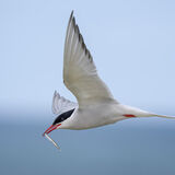 Arctic Tern 3