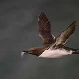 Guillemot 2