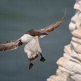 Guillemot 3