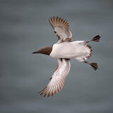 Guillemot 4