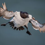 Razorbill 2