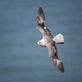 Fulmar 2
