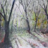 Light in  the Forest