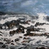 The -Wildcoast South -Africa