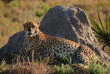 Cheetah