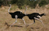 Ostriches
