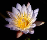 African Water Lily