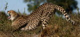 Cheetah aerobics