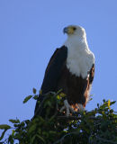 African Fish Eagle