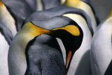 King Penguin plumage