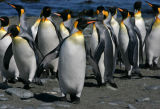 King Penguins