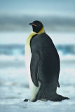 Emperor Penguin