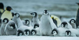 Emperor penguin creche