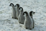 The Gang of Five